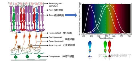 看到人的顏色|彩色視覺